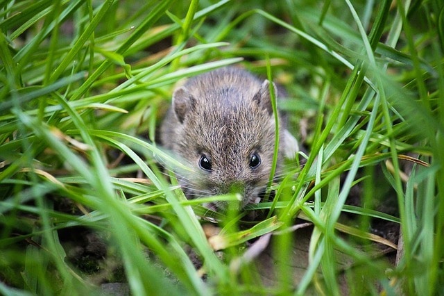 uk garden rodents