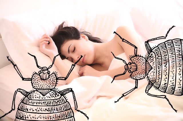 london bed bug infestation
