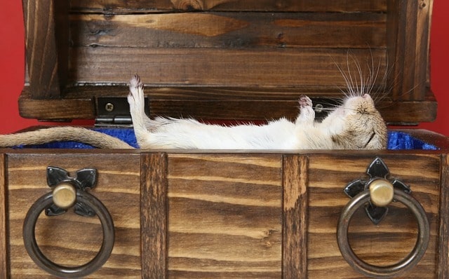 dead rat in london