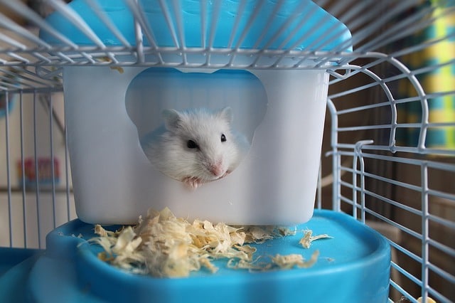remember caged pets