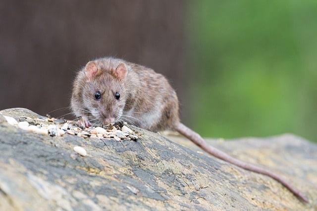 food and rat