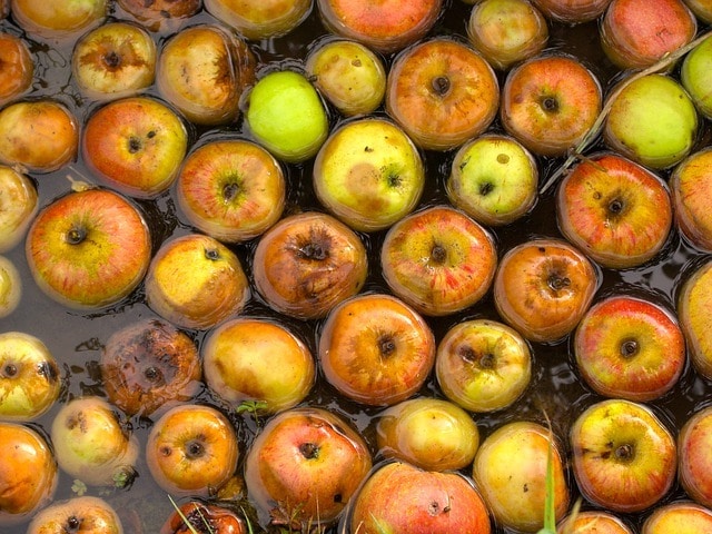 rotting fruit in london house
