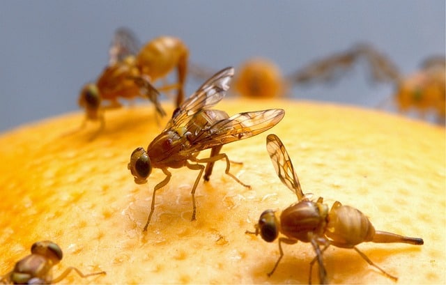 what causes fruit flies in the house