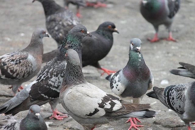 london pigeons