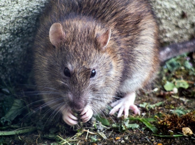 london rat problem worsens