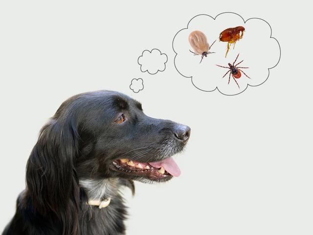 Dog considering fleas