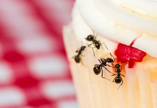 ants in london property