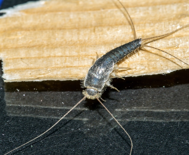 ong tailed silverfish pest