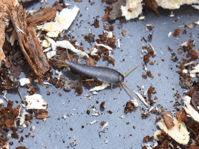 Silverfish Lepisma saccharina
