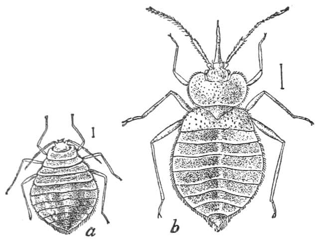 bed bugs illustration