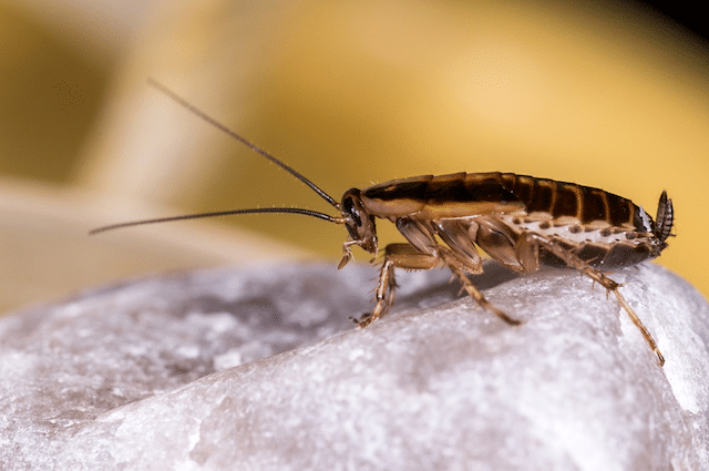 cockroach in london house