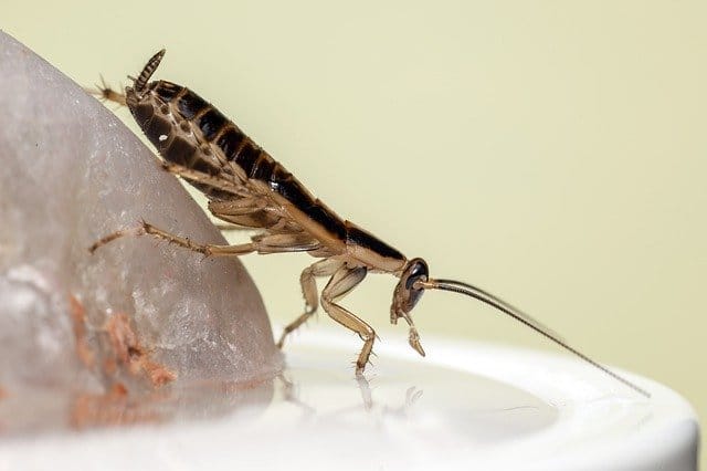 common bathroom pests in london