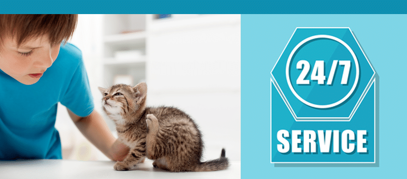 flea control in london