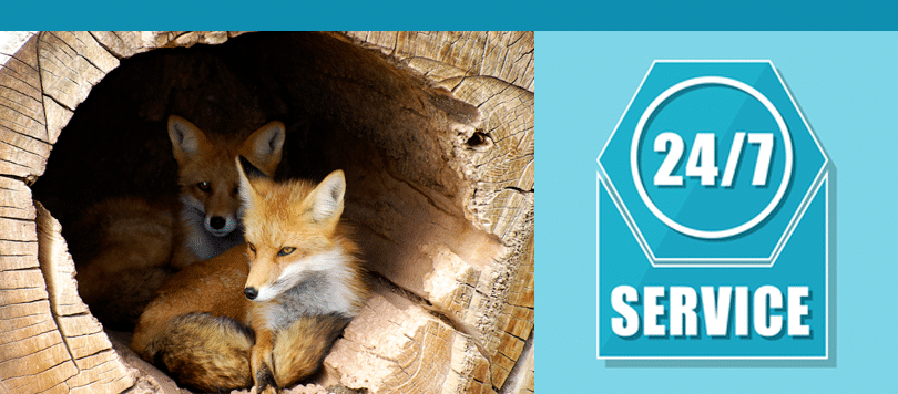 fox control needed in london