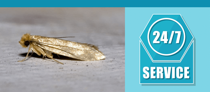 moth control