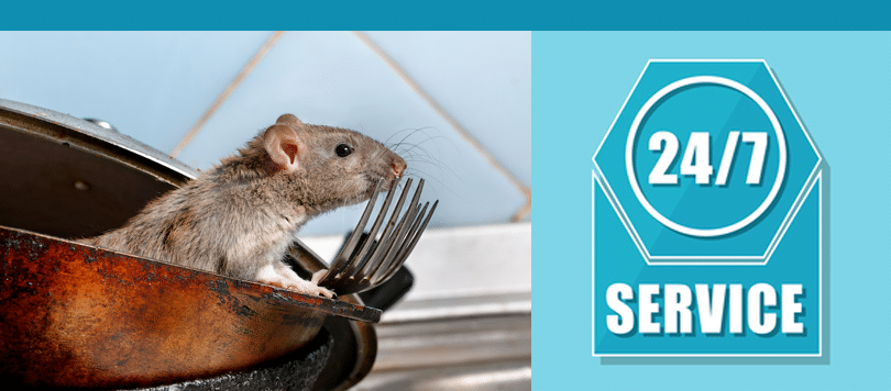 london rat control