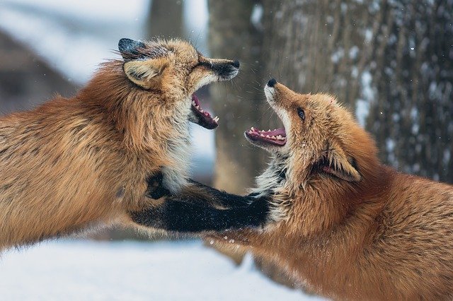 urban london foxes fighting