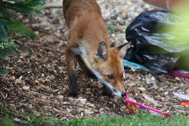fox sniffing rubbish in london