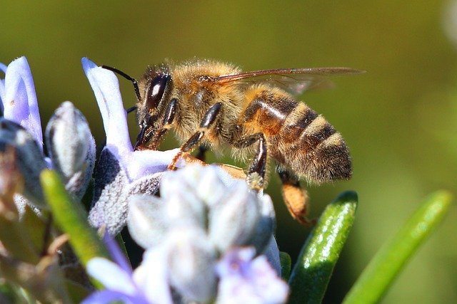 a honey bee