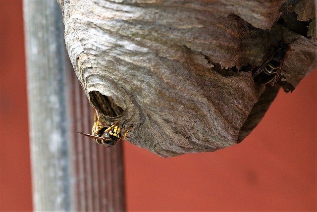 a wasps nest