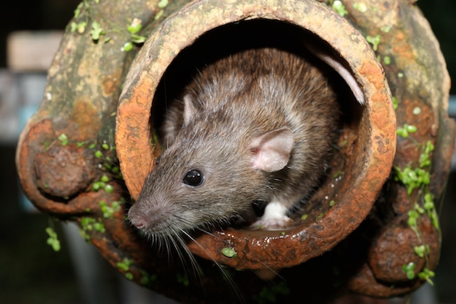 rat numbers in sewer