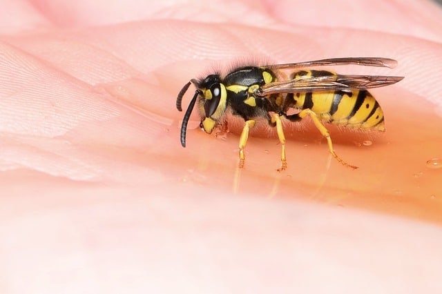 wasp in london garden