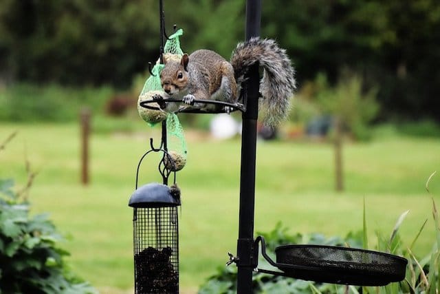 Damage squirrels can do to your garden