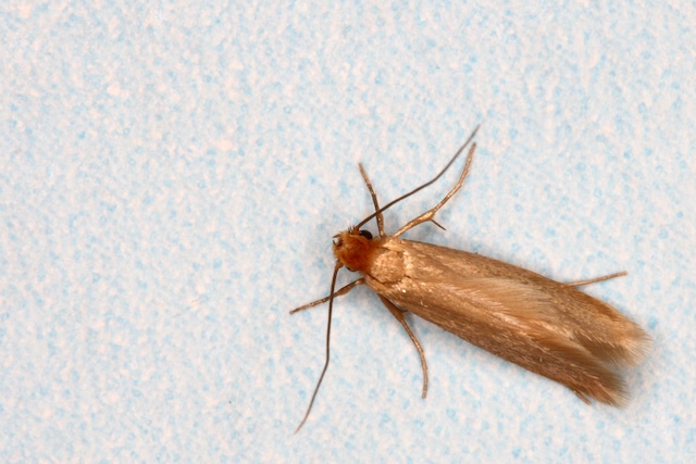 clothing moth in London home.