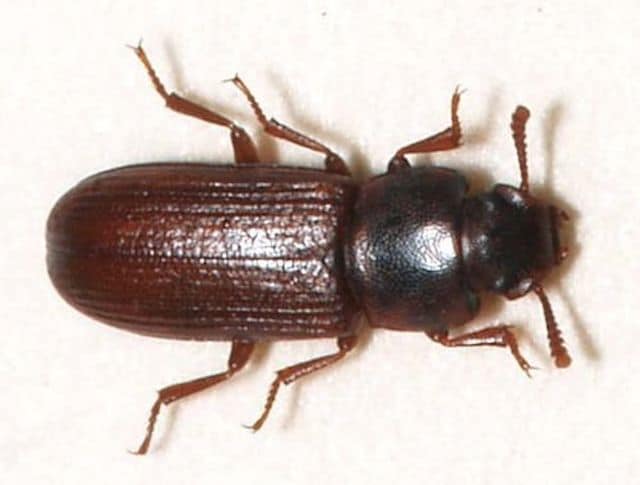 flour beetle