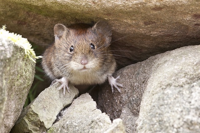 mouse in a london rented flat
