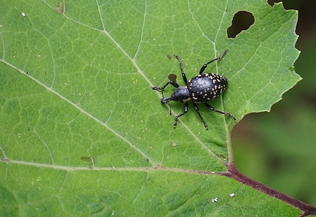 weevil
