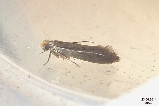 clothes moth infestation