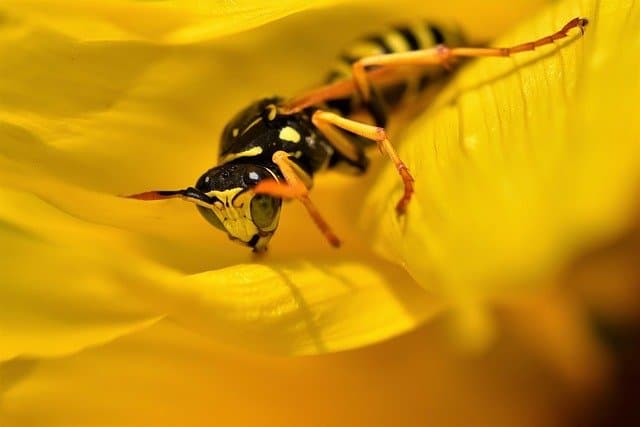 wasp in hot sun