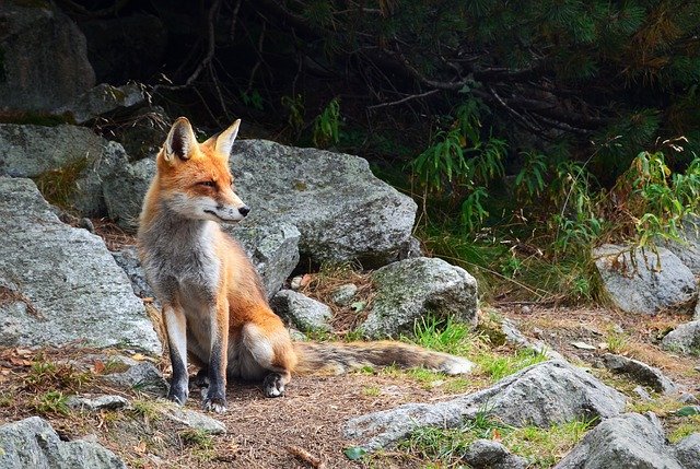 London urban fox