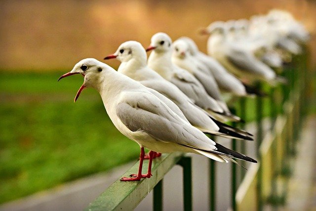 seagulls causing problems