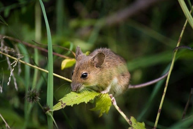 mouse in a london garden