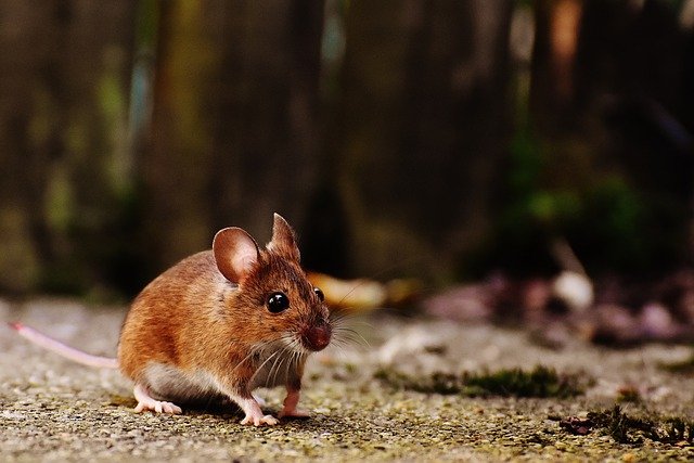 nocturnal pests like mice