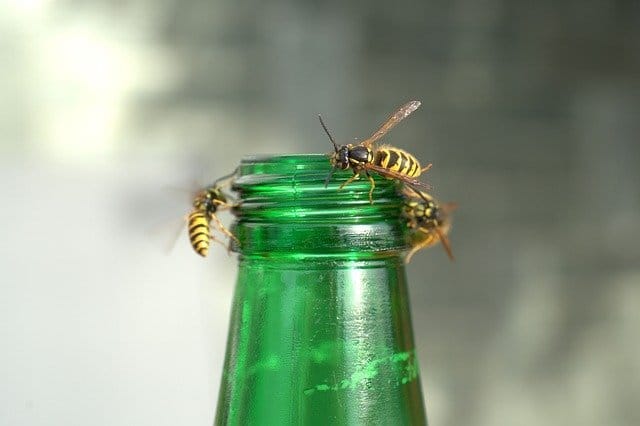 wasps in the garden