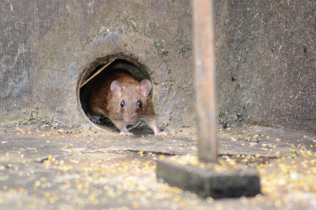 mice at work