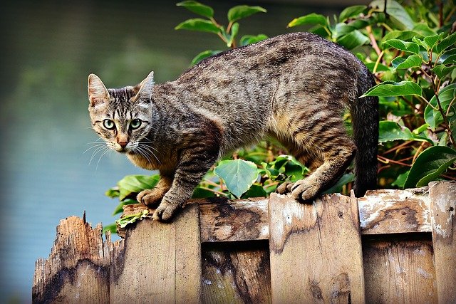 cat for rat proof garden