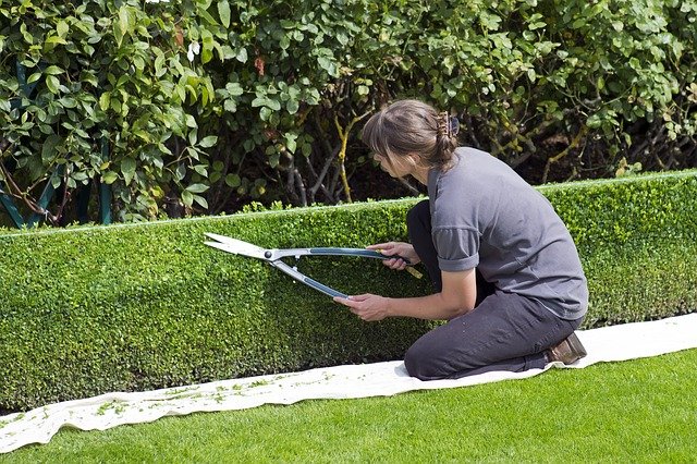 trim hedge stops rats