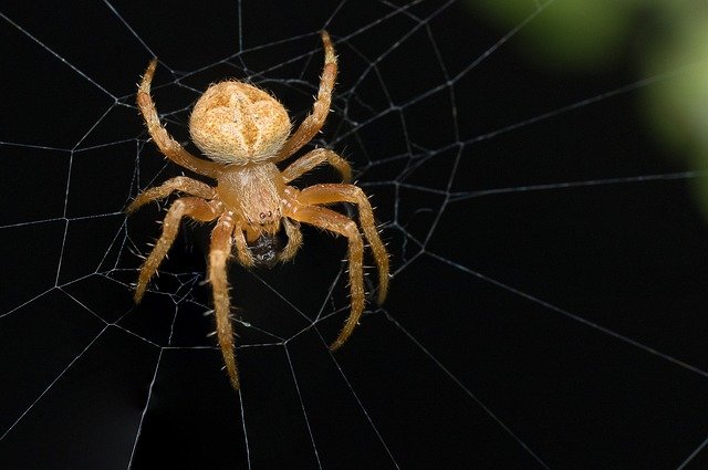 spider insect phobia