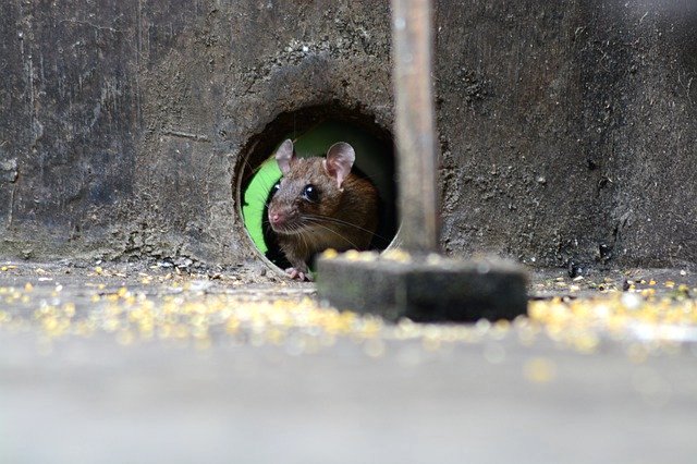 where do mice hide