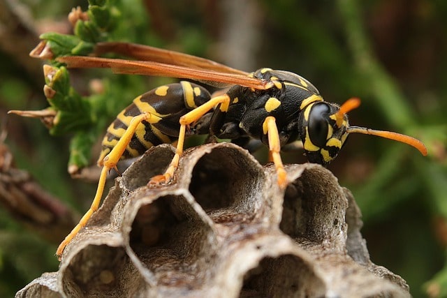 wasps get aggressive near nest