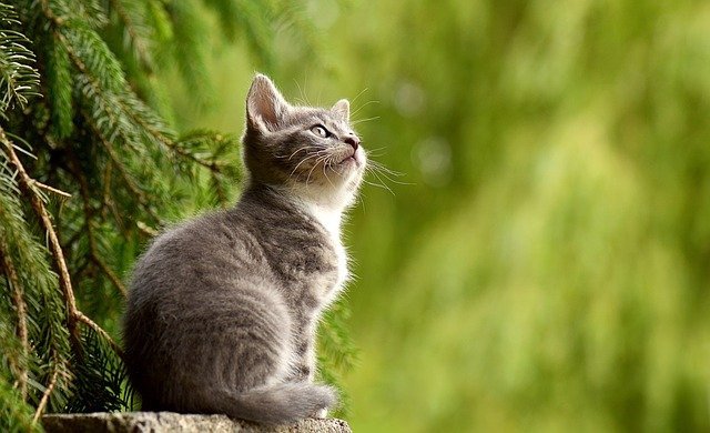 kitten in the garden
