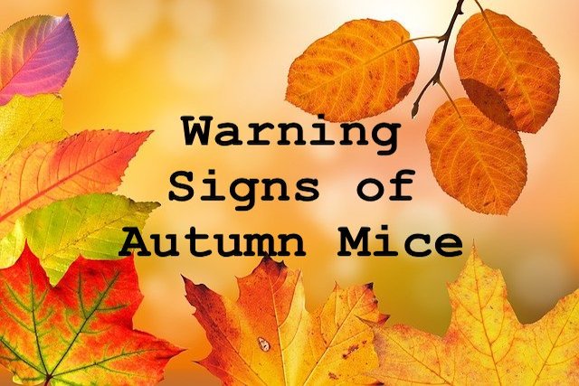 autumn mice in london homes