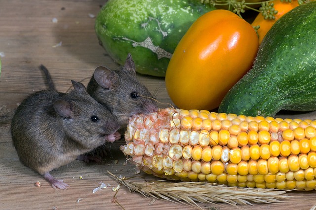 autumn mice on food