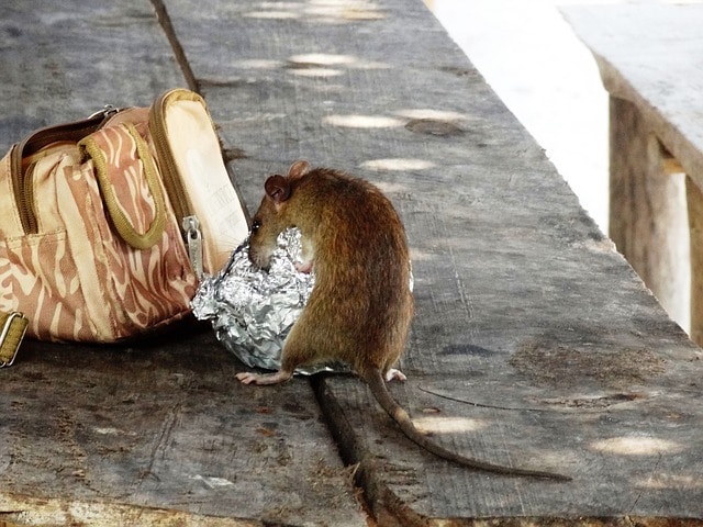 rat in street