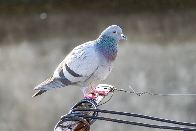 pigeon on a wire