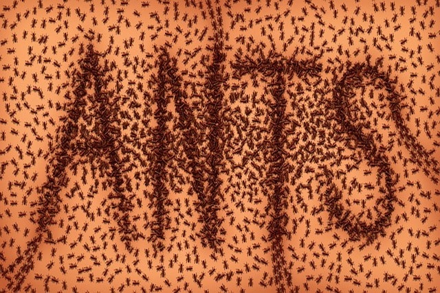 Using Ant In Lettering Our Guide To Common UK Ant Species | Diamond Pest Control London